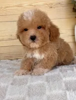 Charlie, a male Havanese and Poodle - Toy  for sale in Duncan, OK – Photo 6 of 6