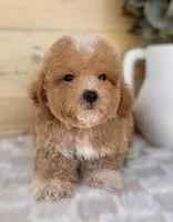 Charlie, a male Havanese and Poodle - Toy  for sale in Duncan, OK – Photo 1 of 6