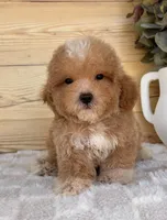 Charlie, a male Havanese and Poodle - Toy  for sale in Duncan, OK – Photo 2 of 6