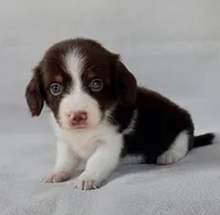 Twix, a female Miniature Dachshund for sale in Duncan, OK – 2 of 2