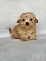 Lucy, a female Maltese and Yorkshire Terrier for sale in Duncan, OK – 3 of 6