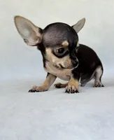 Gus, a male Chihuahua for sale in Duncan, OK – 2 of 6