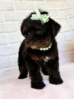 Lily, a female Yorkshire Terrier and Poodle - Toy  for sale in Duncan, OK – Photo 6 of 9