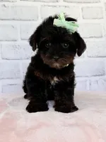 Lily, a female Yorkshire Terrier and Poodle - Toy  for sale in Duncan, OK – Photo 7 of 9