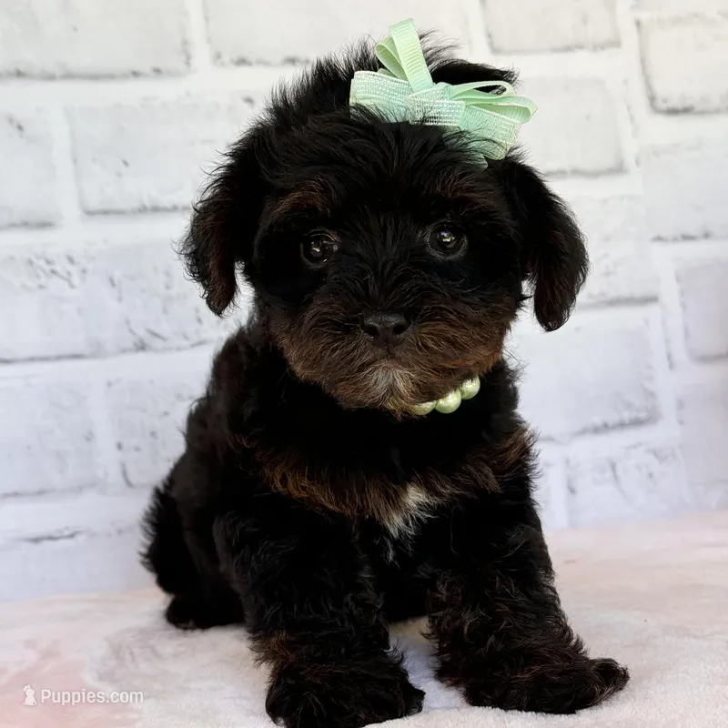 Lily, a female Yorkshire Terrier and Poodle - Toy  for sale in Duncan, OK – Photo 1 of 9