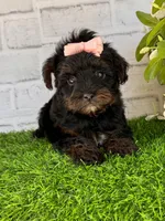 Lily, a female Yorkshire Terrier and Poodle - Toy  for sale in Duncan, OK – Photo 4 of 9