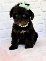 Lily, a female Yorkshire Terrier and Poodle - Toy  for sale in Duncan, OK – Photo 8 of 9