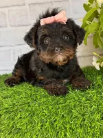 Lily, a female Yorkshire Terrier and Poodle - Toy  for sale in Duncan, OK – Photo 3 of 9