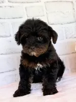 Lily, a female Yorkshire Terrier and Poodle - Toy  for sale in Duncan, OK – Photo 9 of 9