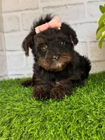 Lily, a female Yorkshire Terrier and Poodle - Toy  for sale in Duncan, OK – Photo 5 of 9