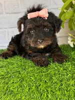 Lily, a female Yorkshire Terrier and Poodle - Toy  for sale in Duncan, OK – Photo 2 of 9