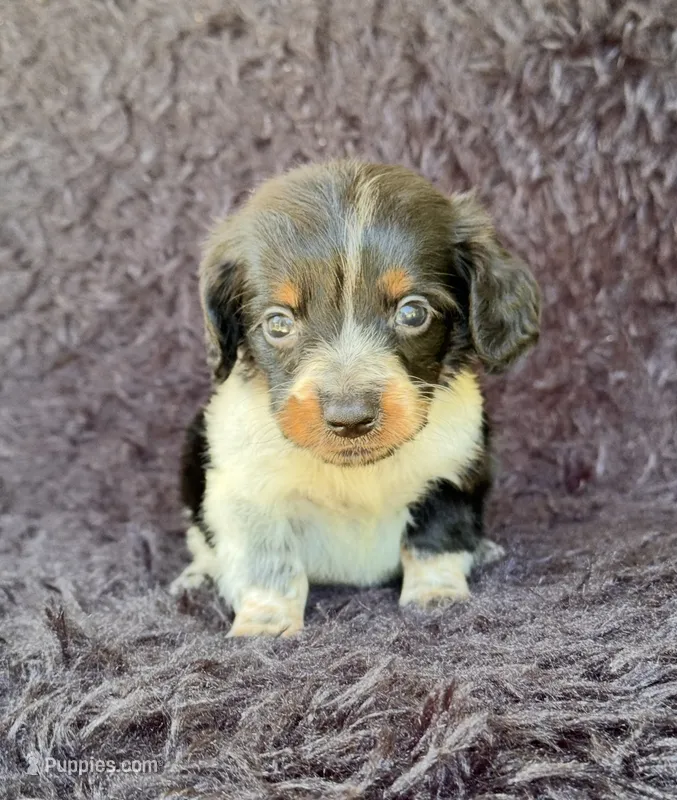 Hansel – Miniature Dachshund puppy for sale in Duncan, OK