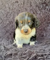 Hansel, a male Miniature Dachshund for sale in Duncan, OK – 1 of 7