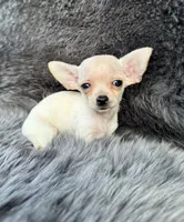 Squeak, a female Chihuahua for sale in Duncan, OK – 1 of 5