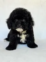 Shadow, a male Poodle - Toy  for sale in Duncan, OK – 5 of 5