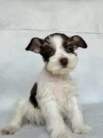 Dexter, a male Miniature Schnauzer for sale in Duncan, OK – 5 of 5