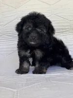 Bear, a male Yorkshire Terrier and Poodle - Toy  for sale in Duncan, OK – 4 of 7
