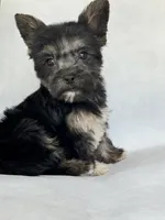 Shadow, a male Miniature Schnauzer and Yorkshire Terrier for sale in Duncan, OK – 5 of 6