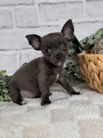 Petal, a female Chihuahua for sale in Duncan, OK – Photo 6 of 6