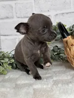 Petal, a female Chihuahua for sale in Duncan, OK – Photo 4 of 6