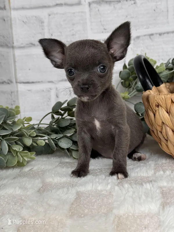 Petal, a female Chihuahua for sale in Duncan, OK – Photo 1 of 6