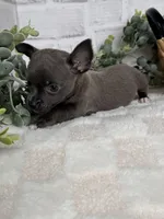 Petal, a female Chihuahua for sale in Duncan, OK – Photo 2 of 6