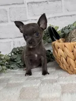 Petal, a female Chihuahua for sale in Duncan, OK – Photo 3 of 6