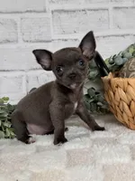 Petal, a female Chihuahua for sale in Duncan, OK – Photo 5 of 6