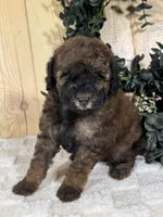 Ginger, a female Cocker Spaniel and Poodle - Toy  for sale in Duncan, OK – Photo 3 of 5