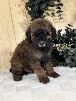 Ginger, a female Cocker Spaniel and Poodle - Toy  for sale in Duncan, OK – Photo 5 of 5