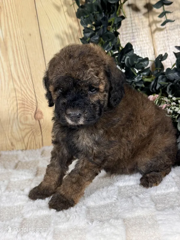 Ginger, a female Cocker Spaniel and Poodle - Toy  for sale in Duncan, OK – Photo 1 of 5