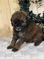 Ginger, a female Cocker Spaniel and Poodle - Toy  for sale in Duncan, OK – Photo 1 of 5