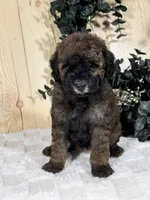 Ginger, a female Cocker Spaniel and Poodle - Toy  for sale in Duncan, OK – Photo 4 of 5