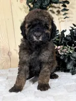 Ginger, a female Cocker Spaniel and Poodle - Toy  for sale in Duncan, OK – Photo 2 of 5