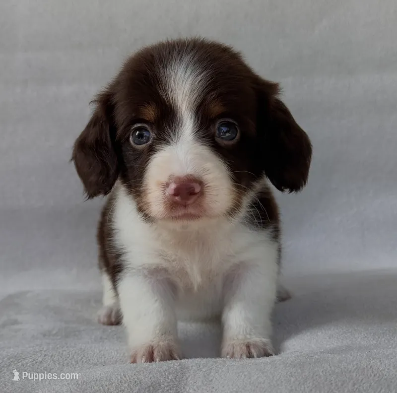 Twix – Miniature Dachshund puppy for sale in Duncan, OK