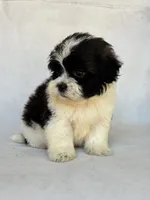 Oreo , a male Shihpoo for sale in Duncan, OK – 3 of 4