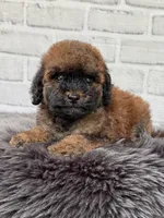 Charlie , a male Cocker Spaniel and Poodle - Toy  for sale in Duncan, OK – 5 of 8