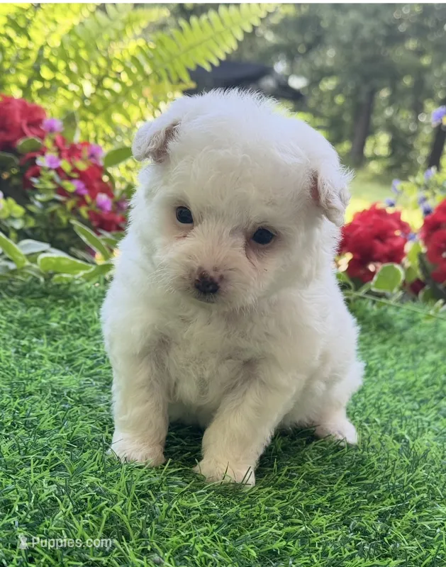 Charlie  – Yorkshire Terrier, Poodle - Toy  puppy for sale in Duncan, OK