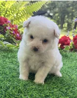 Charlie , a male Yorkshire Terrier and Poodle - Toy  for sale in Duncan, OK – 1 of 6