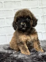 Rusty, a male Cocker Spaniel and Poodle - Toy  for sale in Duncan, OK – 3 of 6