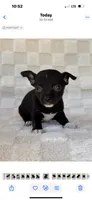 Chico, a male Chihuahua for sale in Duncan, OK – 7 of 8