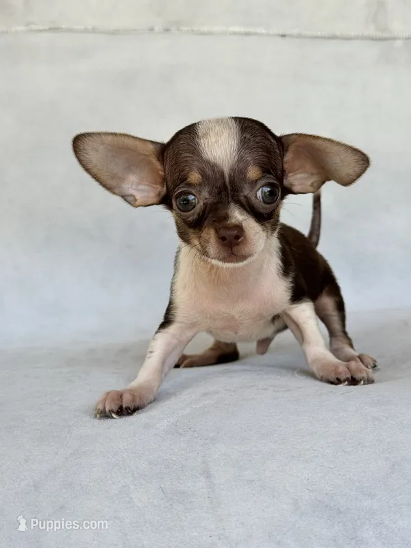 Rosco – Chihuahua puppy for sale in Duncan, OK