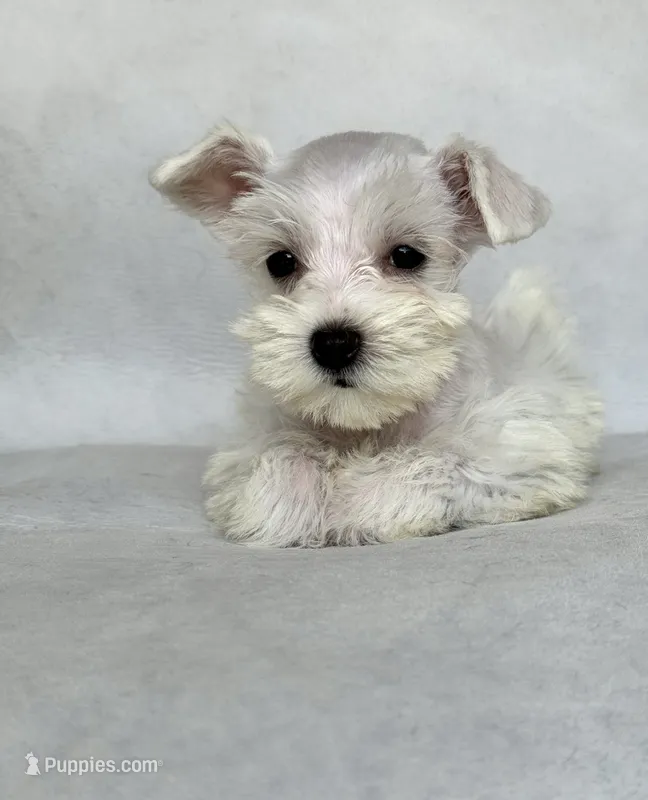 Lily – Miniature Schnauzer puppy for sale in Duncan, OK