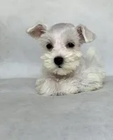 Lily, a female Miniature Schnauzer for sale in Duncan, OK – 1 of 5