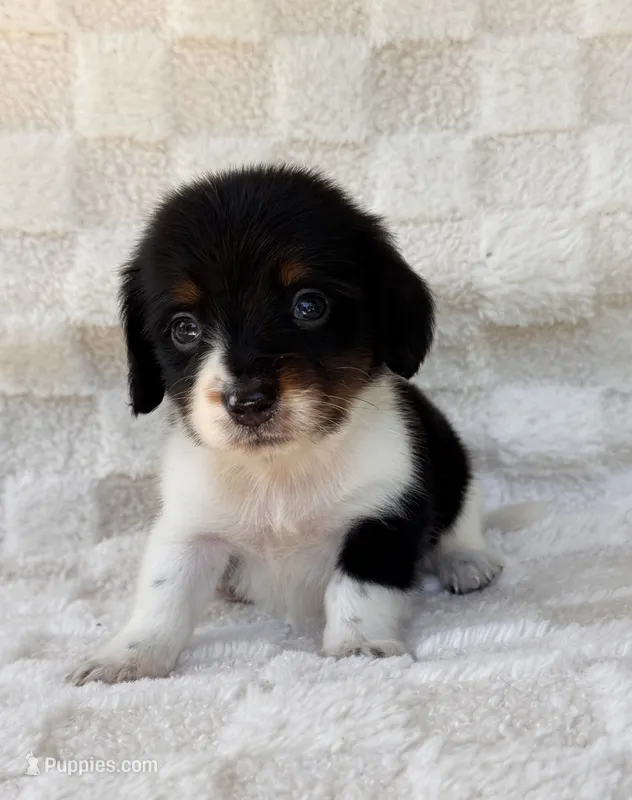 Dash – Miniature Dachshund puppy for sale in Duncan, OK