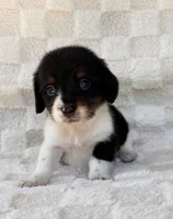 Dash, a male Miniature Dachshund for sale in Duncan, OK – 1 of 7