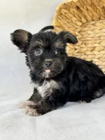 Heidi, a female Miniature Schnauzer and Yorkshire Terrier for sale in Duncan, OK – 3 of 5