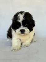 Oreo , a male Shihpoo for sale in Duncan, OK – 2 of 4