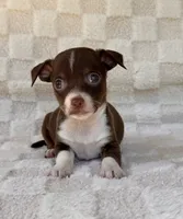 Rambo, a male Chihuahua for sale in Duncan, OK – 4 of 7