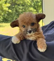 Goldie, a female Yorkshire Terrier and Poodle - Toy  for sale in Duncan, OK – 4 of 8